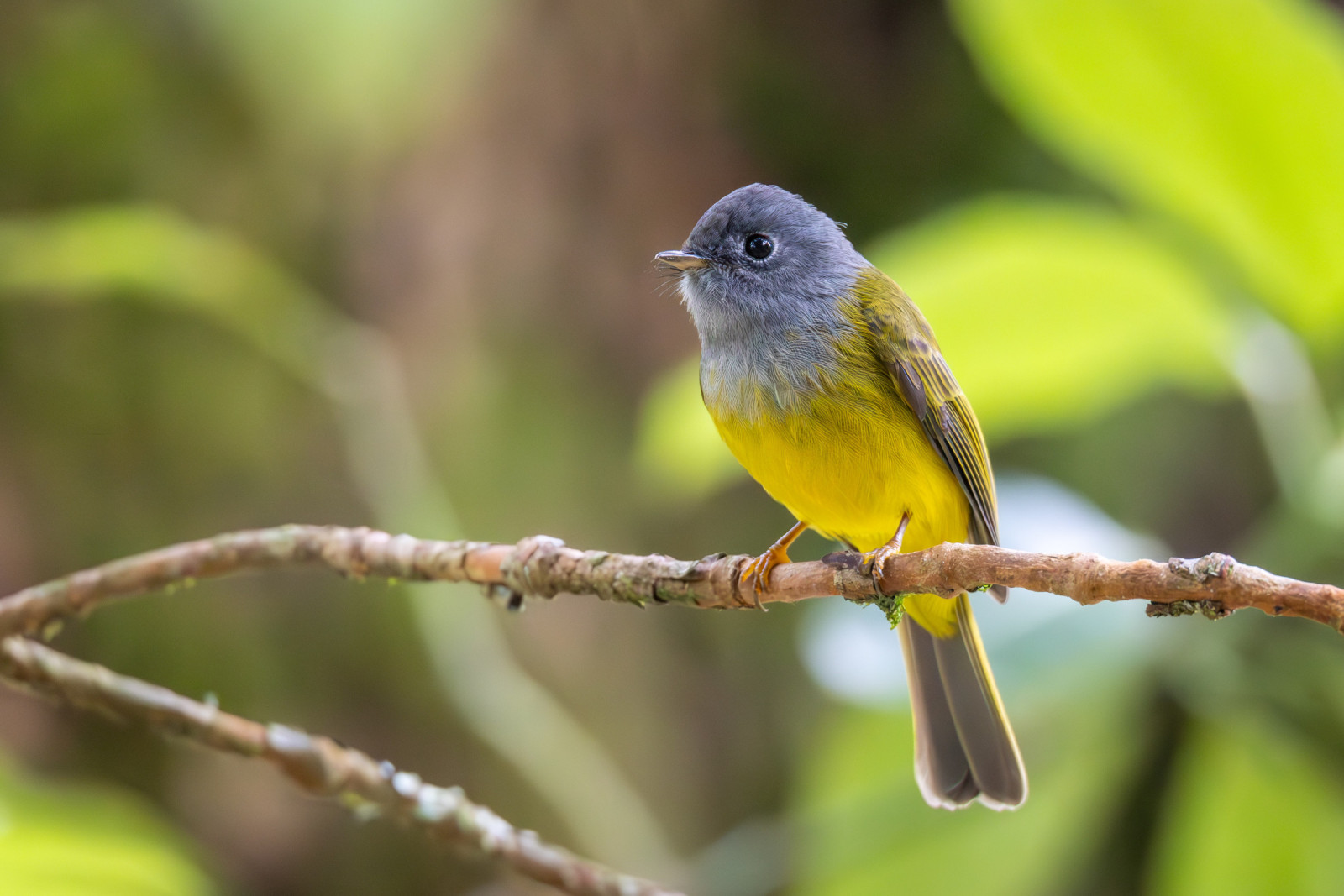 image Grey-headed Canary-Flycatcher